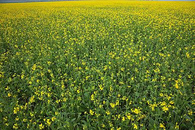 SIE公布3个直播节目 《巴比伦的陨落》+《最终幻想》+《幽灵线：东京》